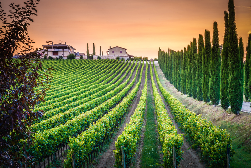 The wines of Umbria: indigenous grape varieties, appellations and combinations to try